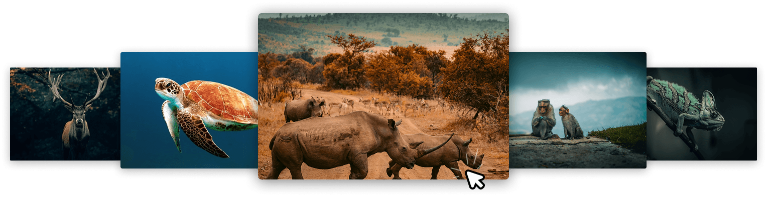 African wildlife and safari animals