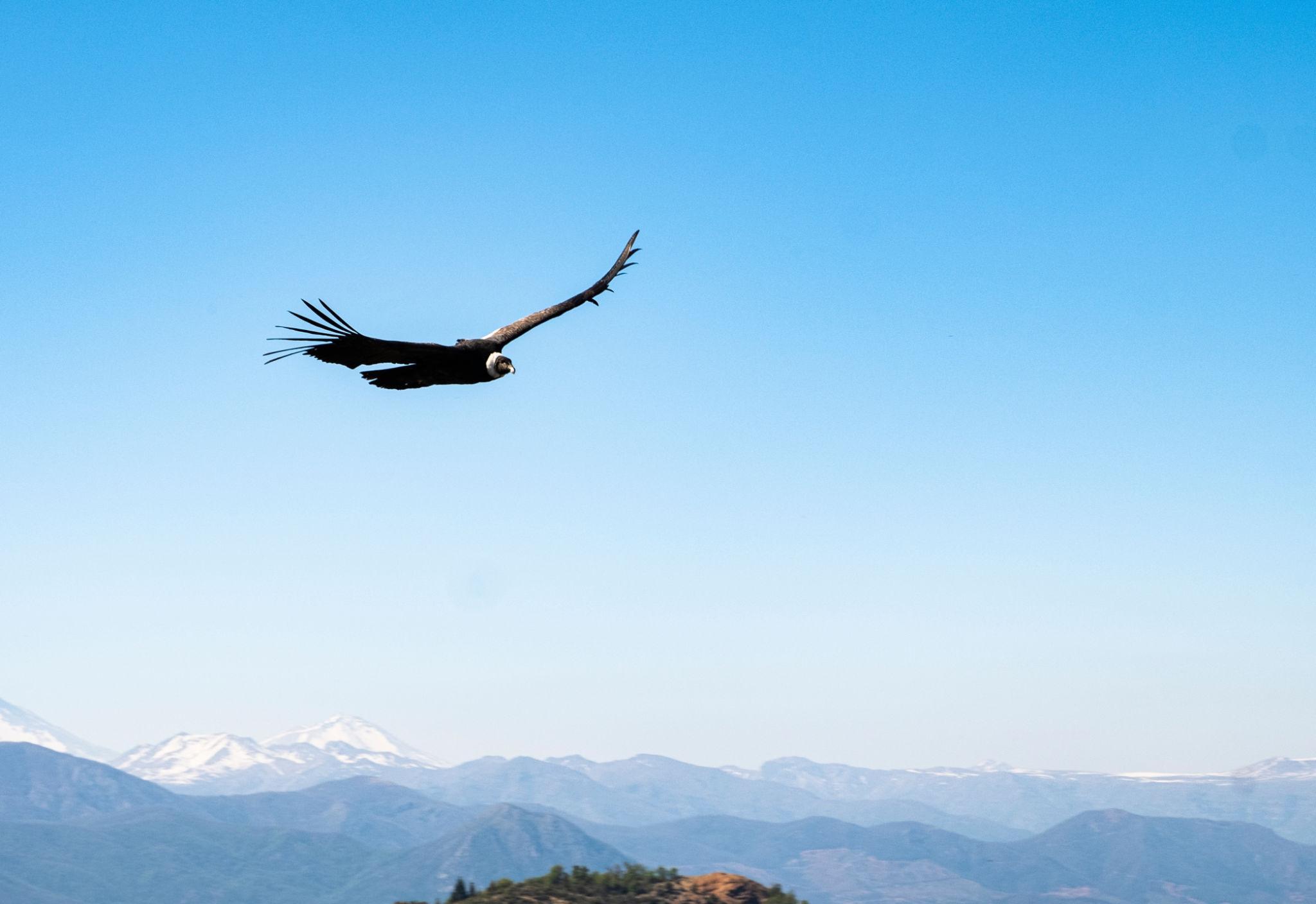 Andean condor flying over Patagonia mountains