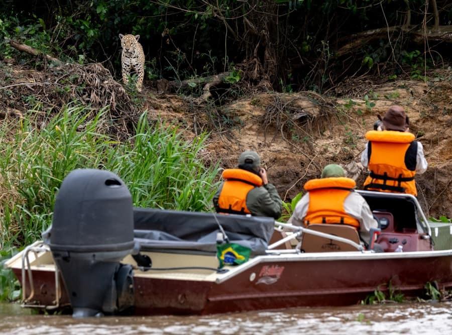 Small safari boat with three guests photographing a jaguar on the riverbank, Pantanal, Brazil