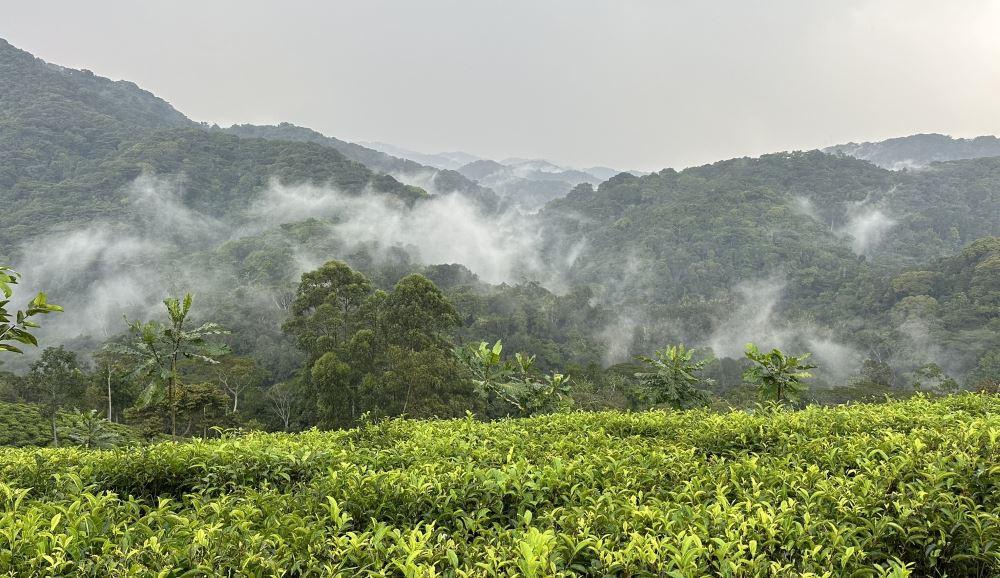 Misty rainforest and hills near Bwindi — Uganda gorilla trekking landscape