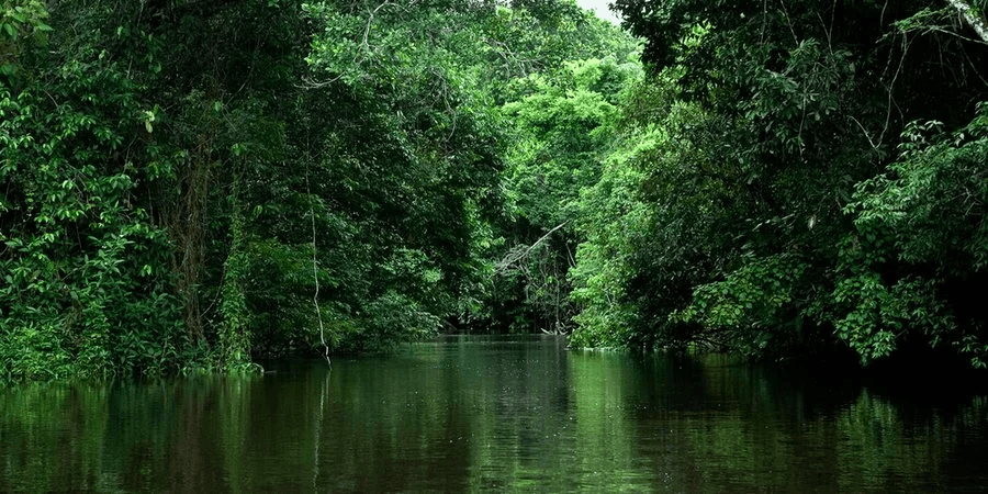 Dense Amazon rainforest vegetation in Brazil