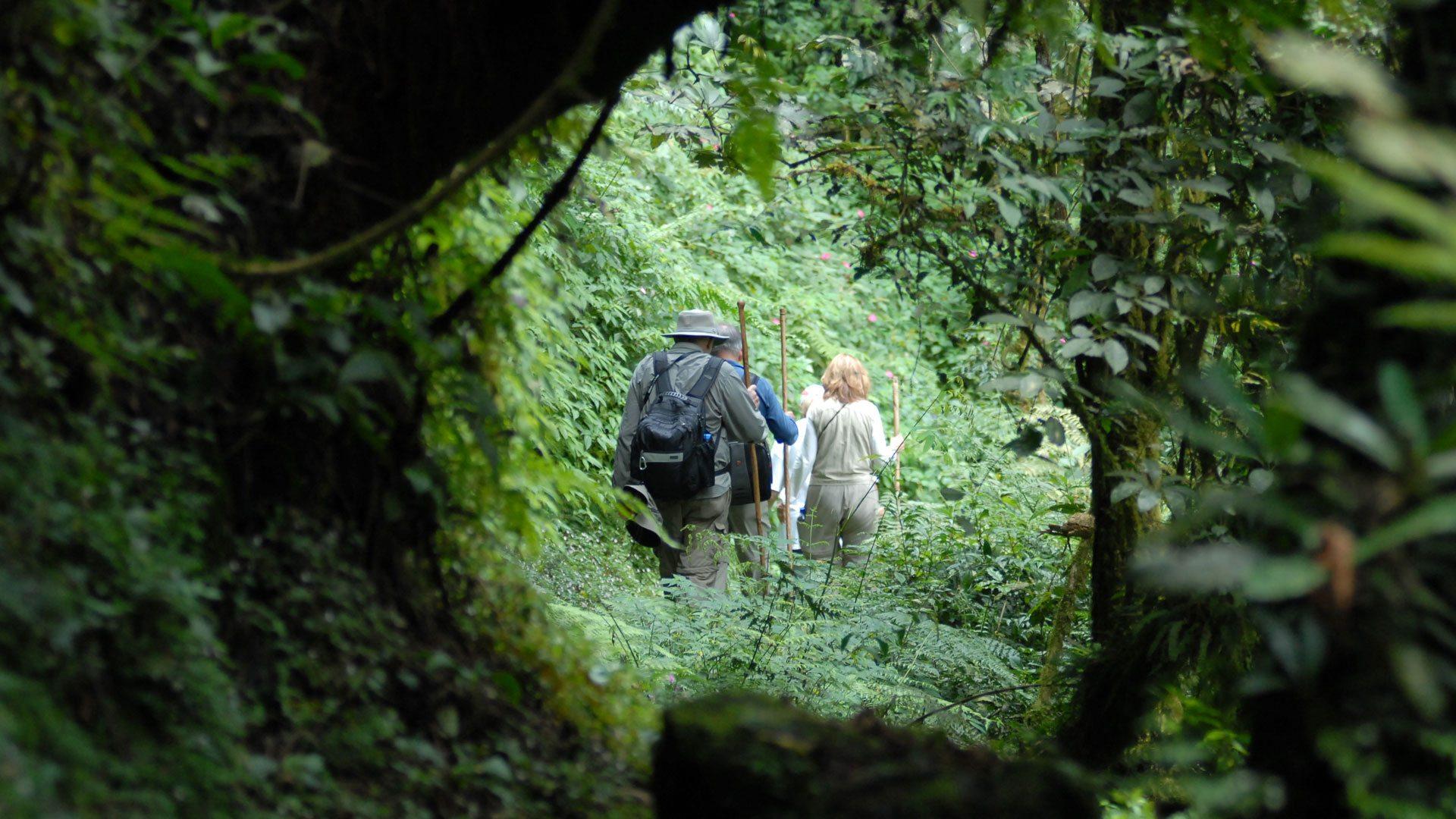 Tourists with walking sticks trekking through dense rainforest during a gorilla trek in Uganda