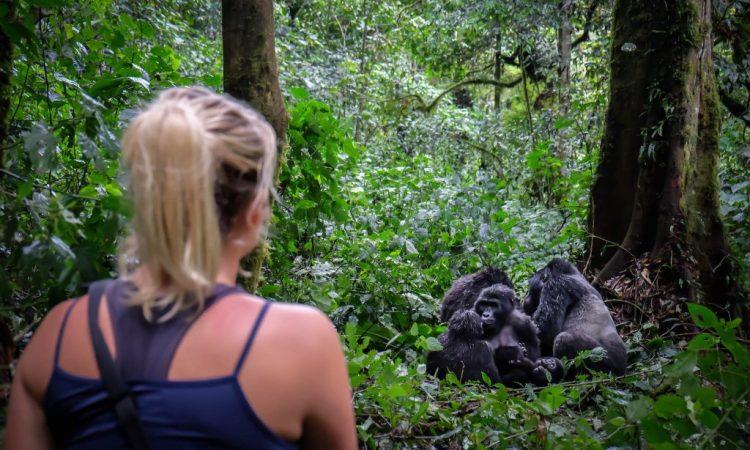 Trekker observing a mountain gorilla family in lush rainforest during a gorilla trek
