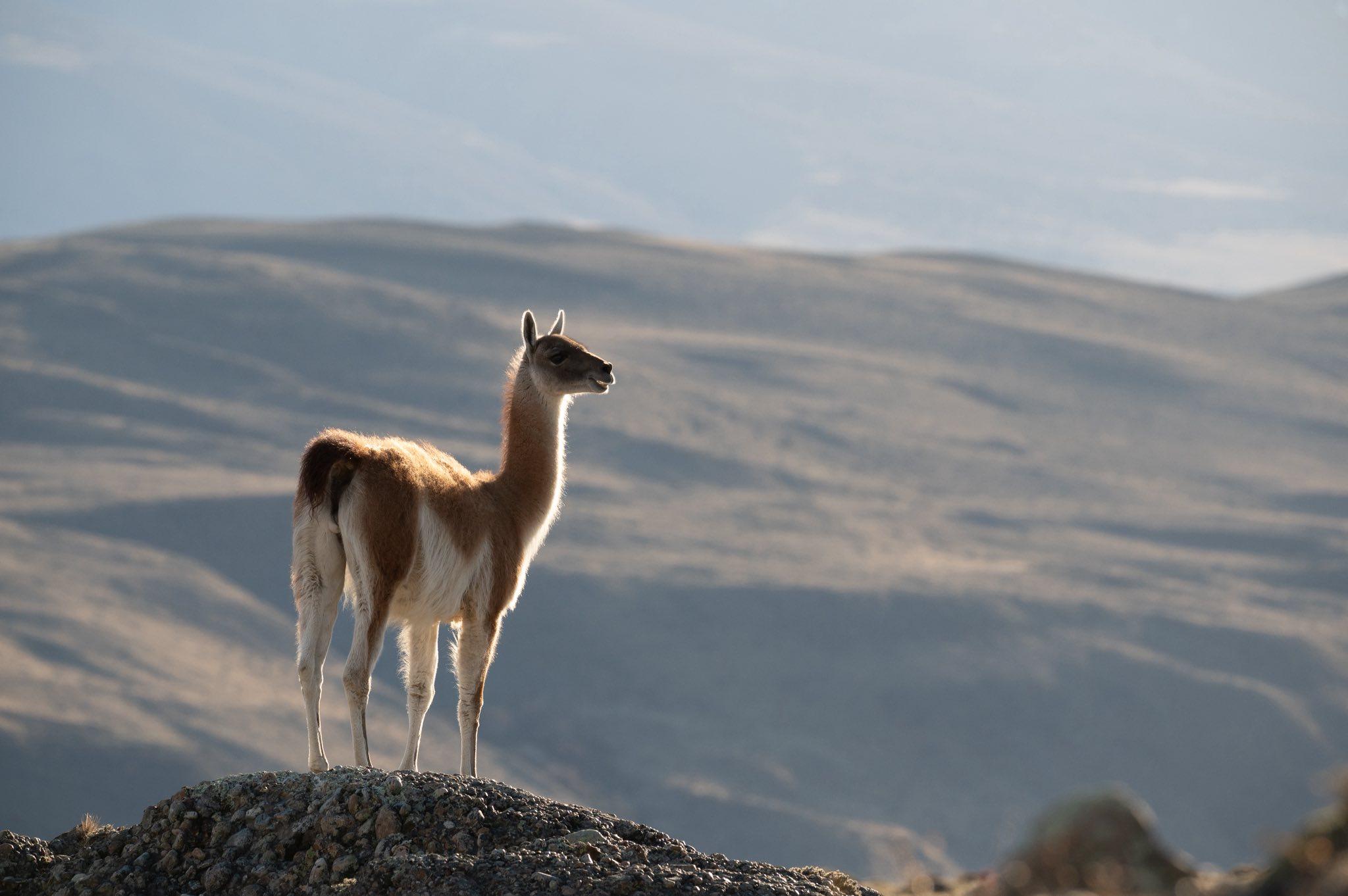 Guanaco standing in open Patagonia landscape