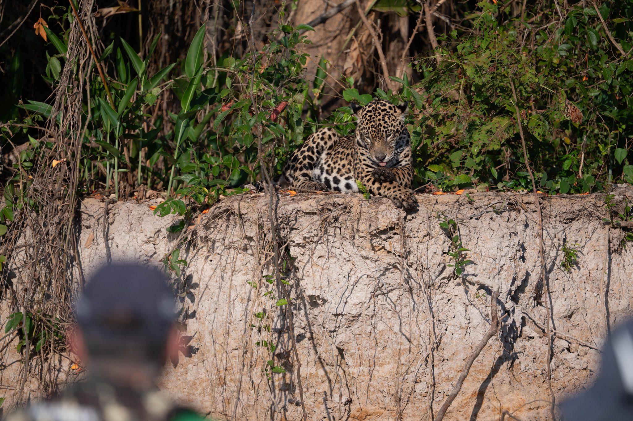 Jaguar near a riverbank in Brazil