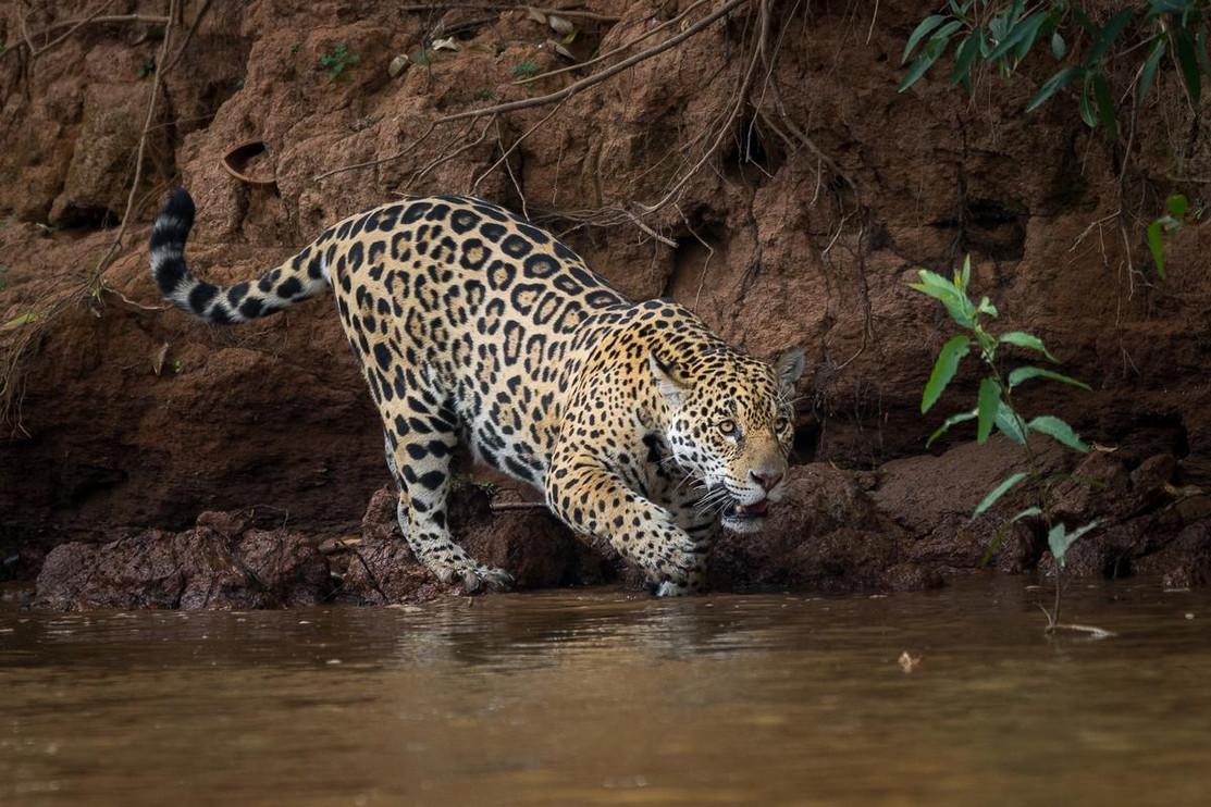 Jaguar crouching at the edge of a Pantanal river in Brazil