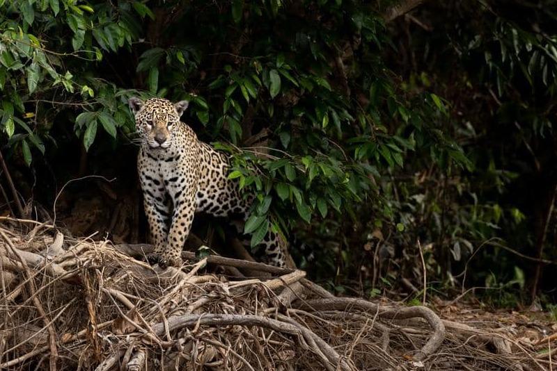 Jaguar at the forest edge — dense habitat in the Americas