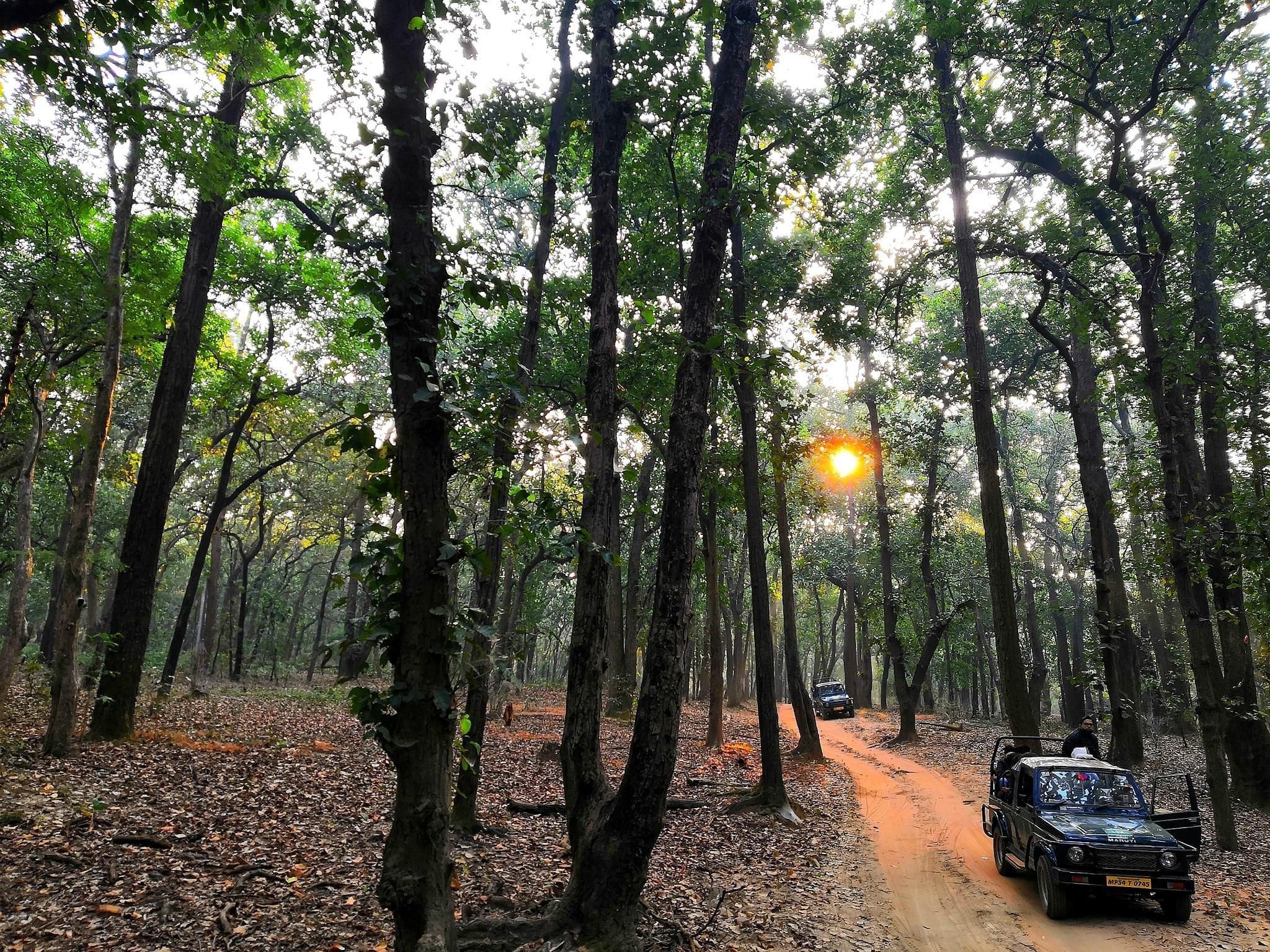 Jeep moving through forest tracks during a tiger safari in India