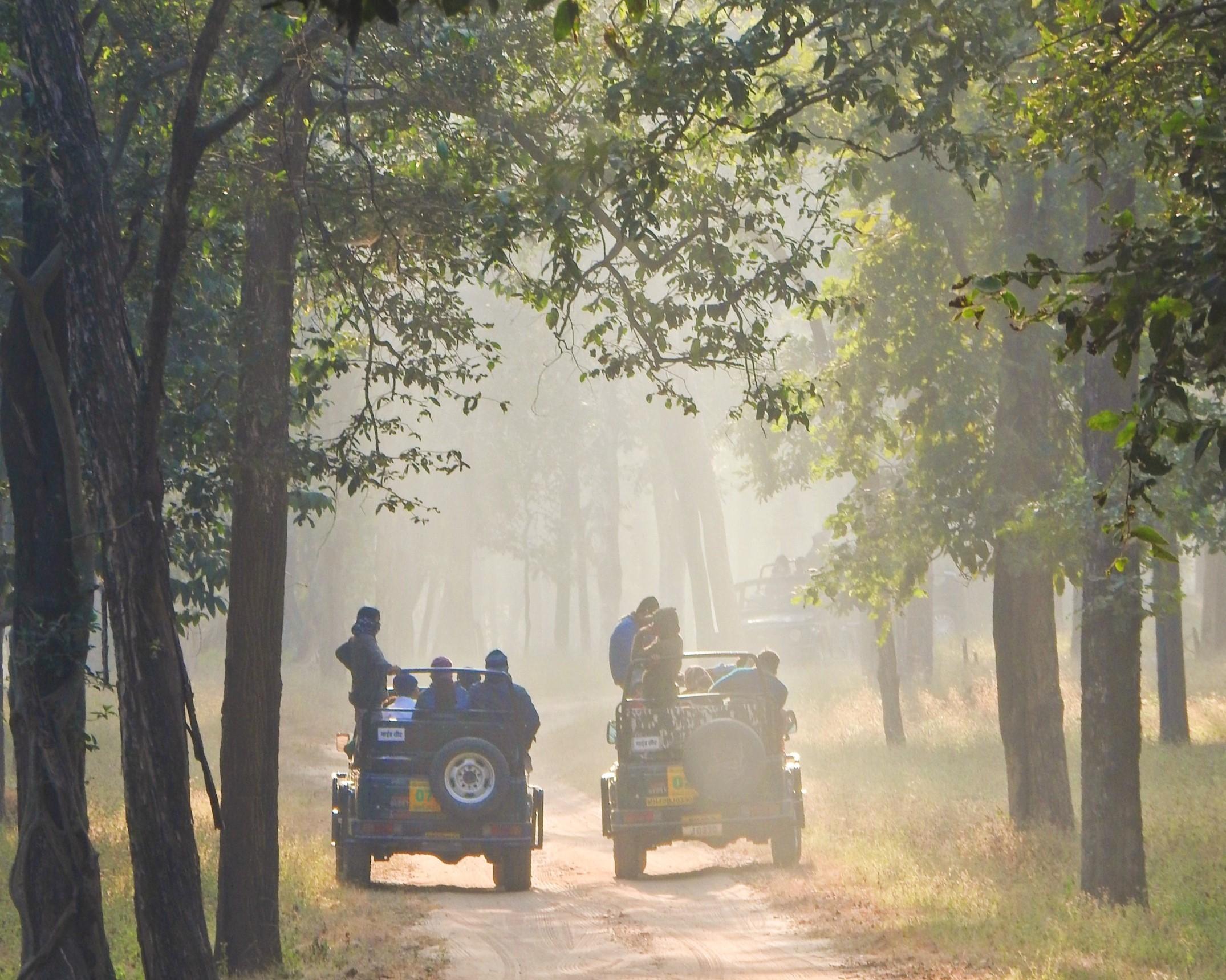 Jeep safaris moving through forest tracks during a tiger safari in India