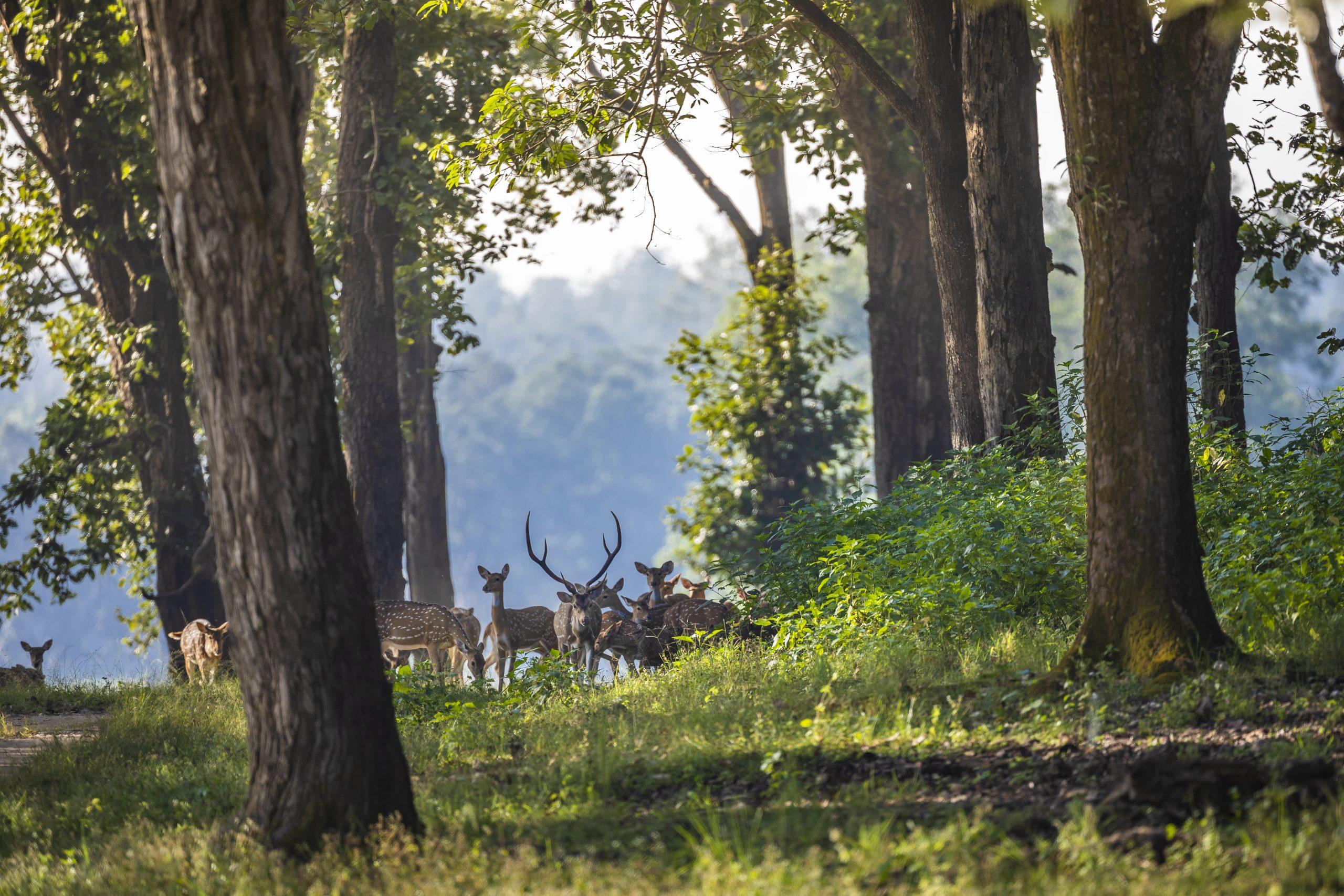 Open grassland and forest landscape in Kanha National Park