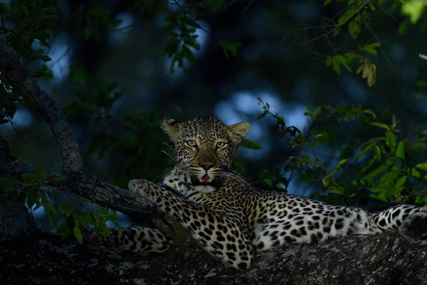 Leopard at night in a tree — African leopard safari