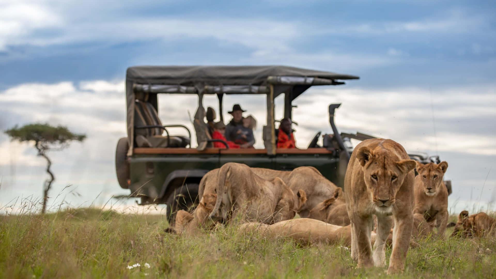 Kenya safari landscape with wildlife on open plains