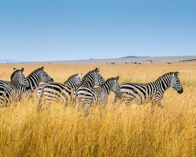 Open plains safari setting in Kenya suitable for Masai Mara-style wildlife viewing