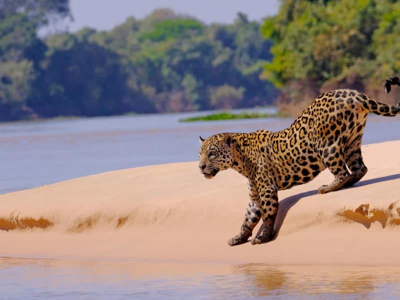 Jaguar along a riverbank in the Pantanal, Brazil