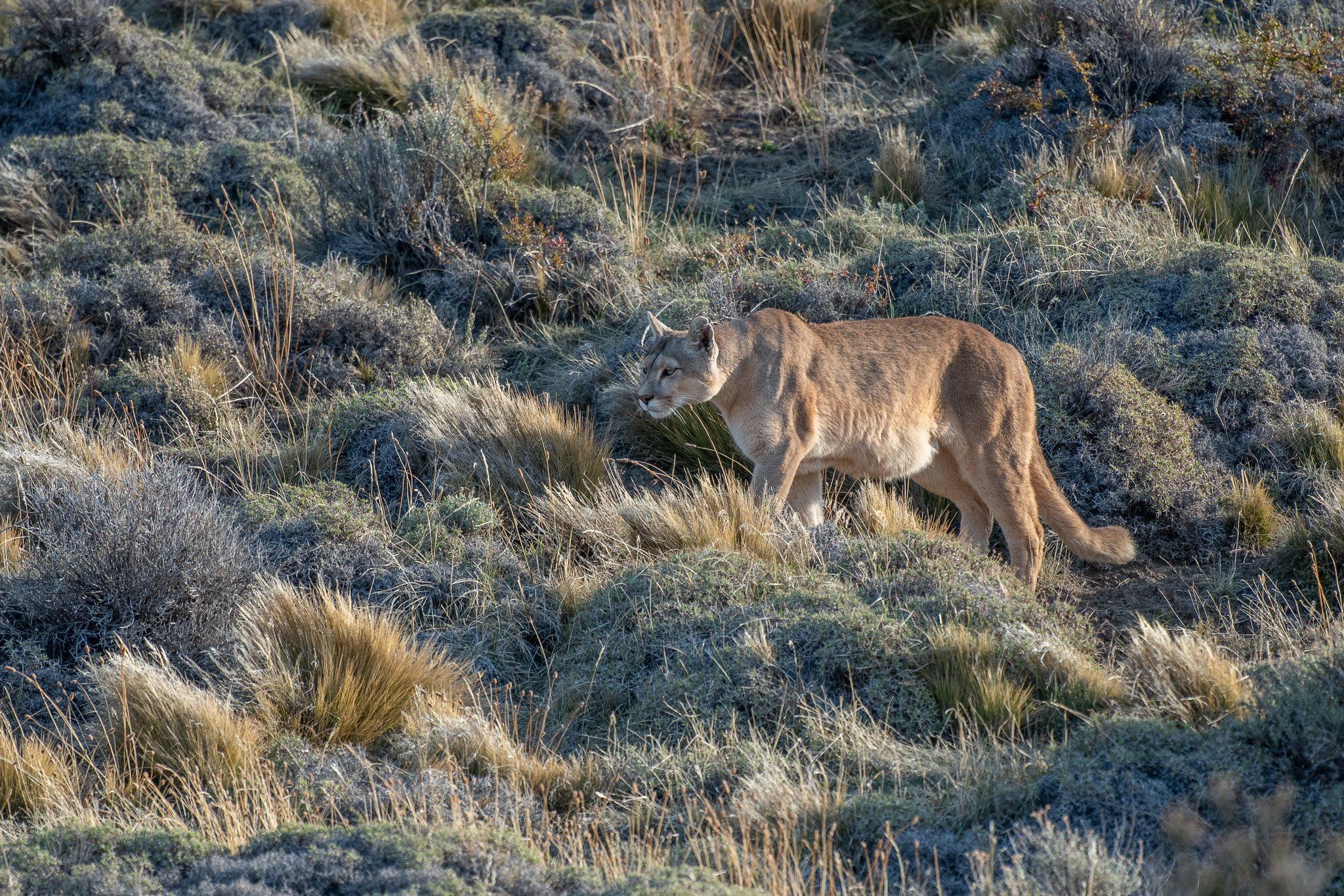 Puma walking through open Patagonia habitat