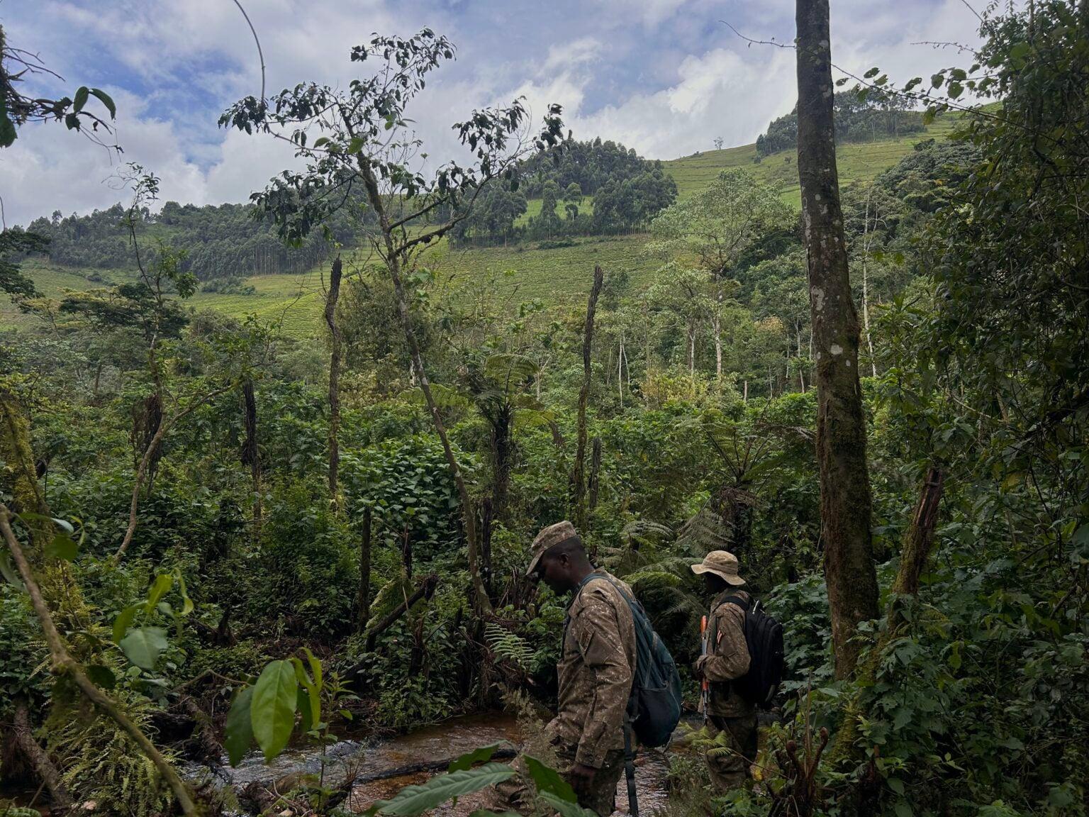 Park rangers trekking through dense montane forest during a gorilla trek