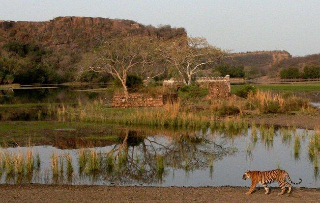 Tiger walking beside a lake in Ranthambore National Park