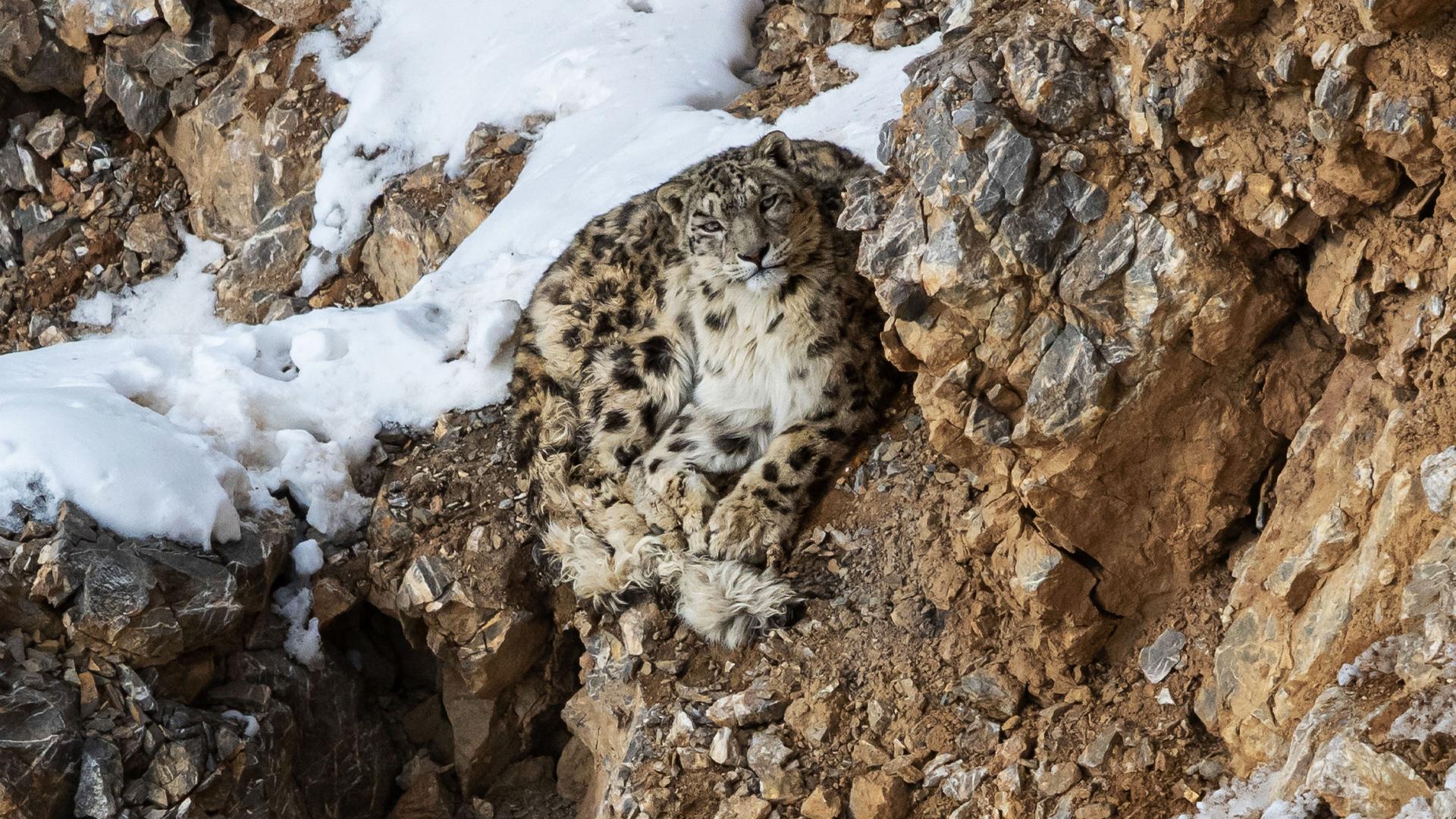 Snow leopard safari trekking expedition in Ladakh