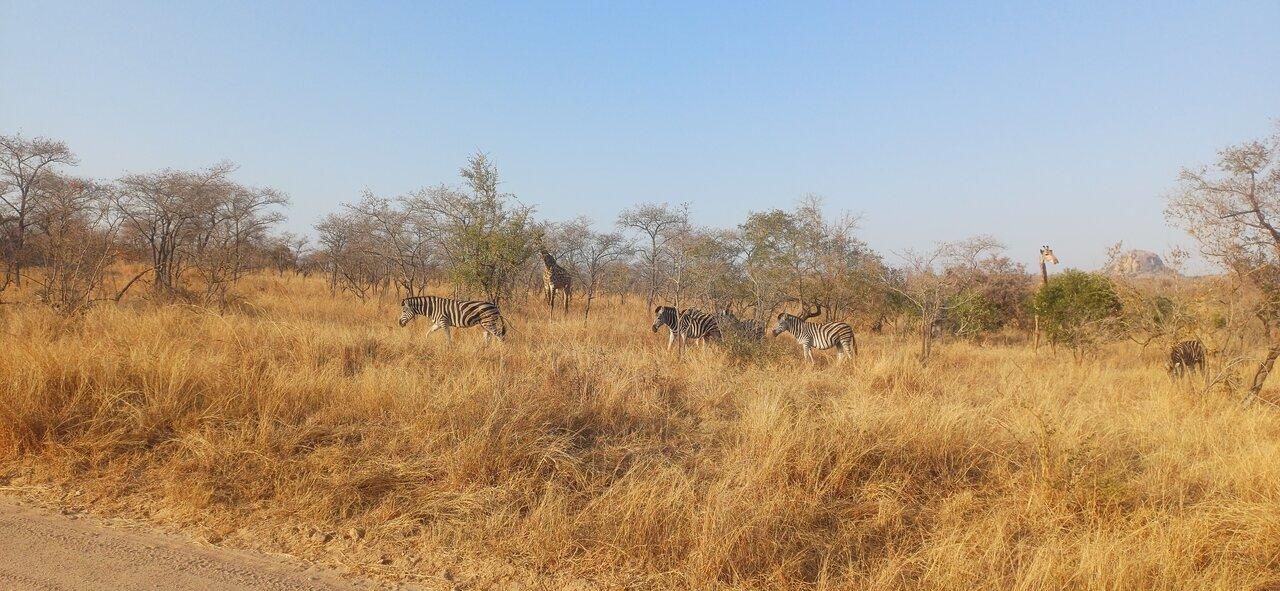 Zebras and giraffes in the South Africa savannah during the dry season