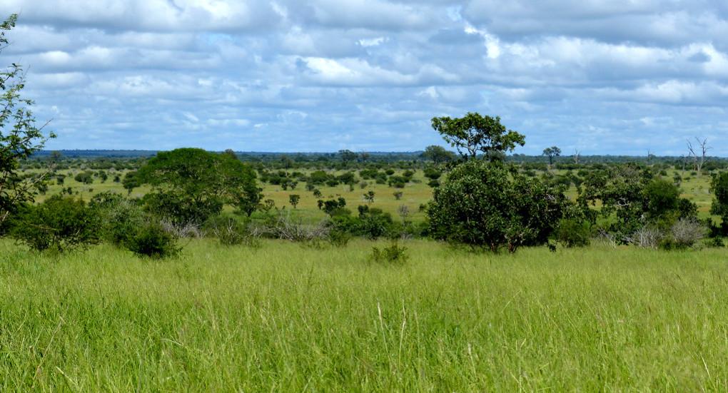 South Africa savannah landscape during the green season