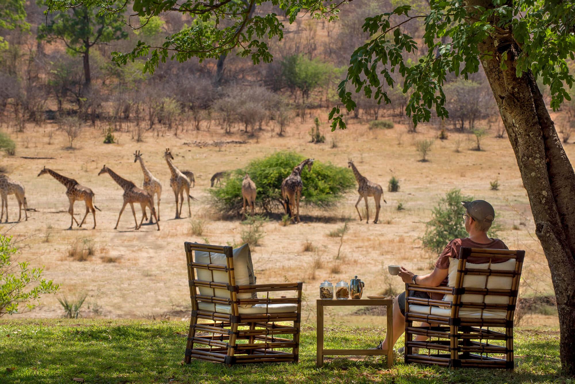 Guest relaxing at a luxury safari lodge South Africa while watching giraffes in the savannah
