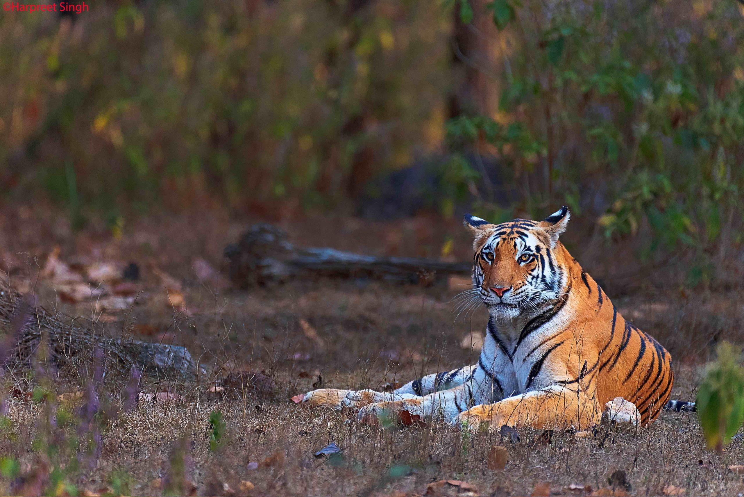 Tiger safari in India with a Bengal tiger in dry forest habitat