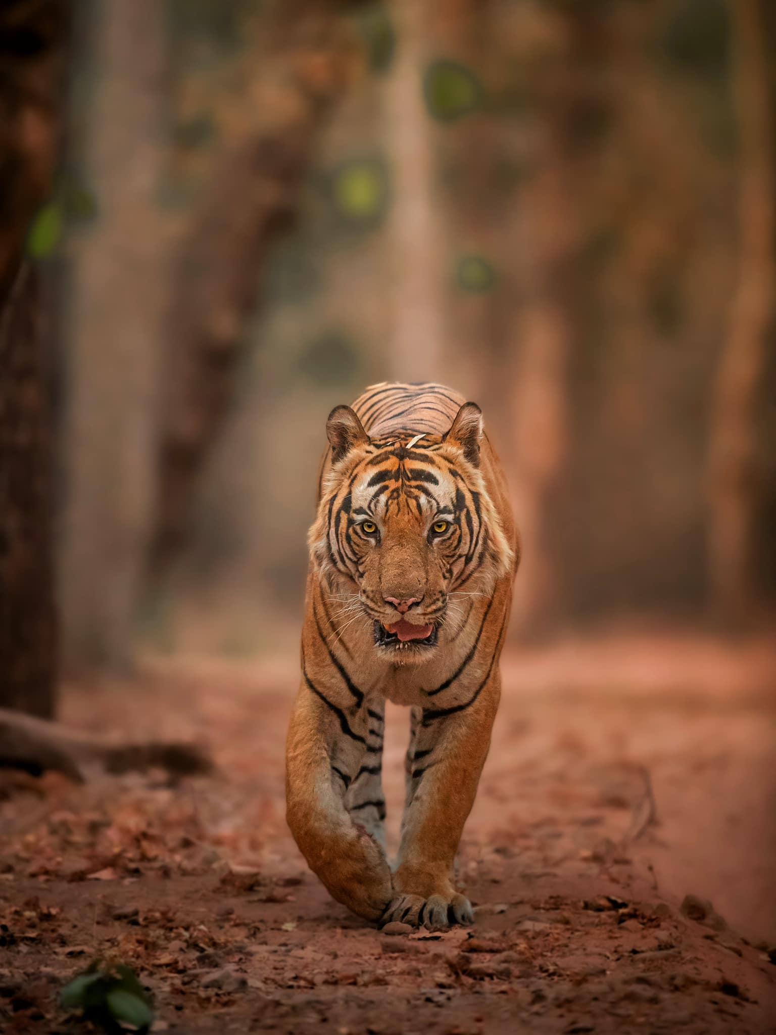 Tiger in dense forest habitat representing Bandhavgarh
