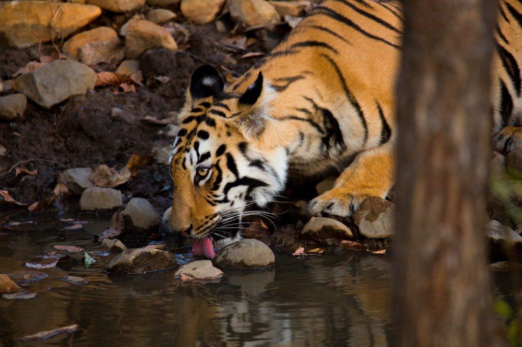 Dense jungle habitat typical of tiger safari landscapes in India
