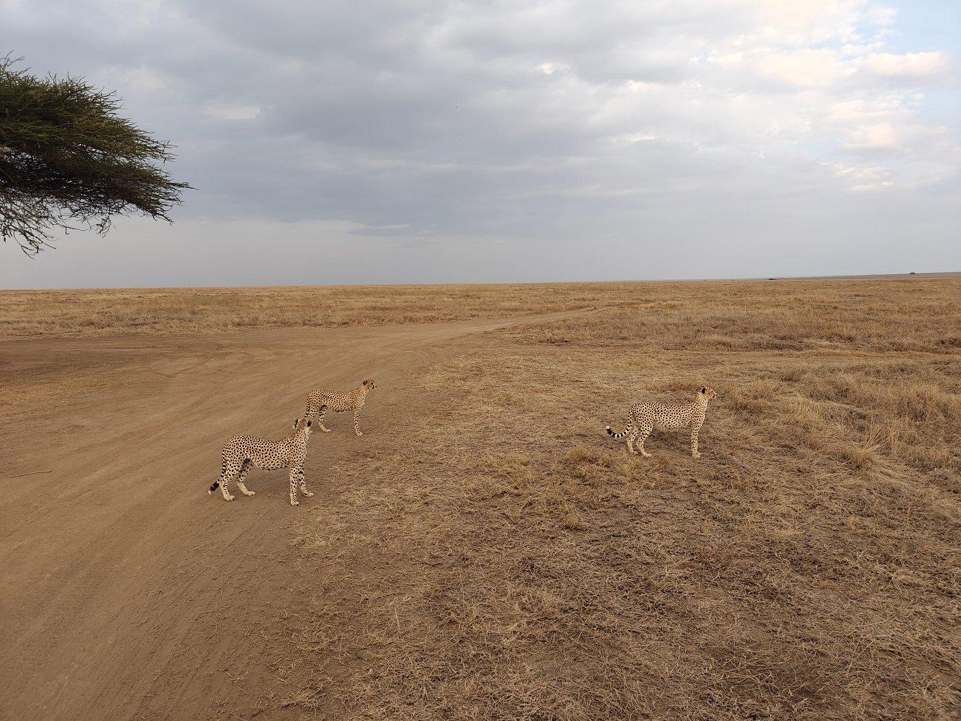 Three cheetahs in Tanzania during the dry season on yellow savannah grass