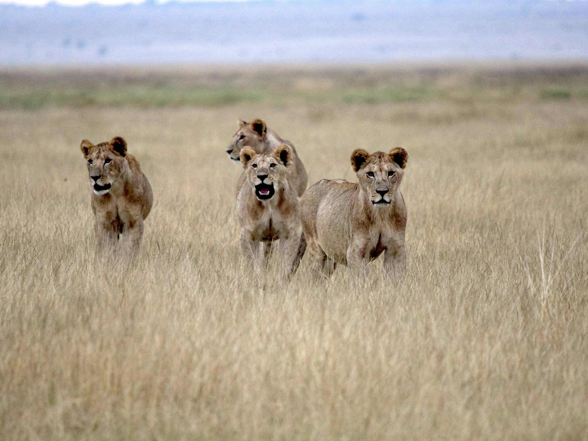 Four young lions resting in dry grass in Serengeti National Park