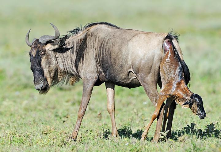Adult wildebeest giving birth during calving season in Tanzania