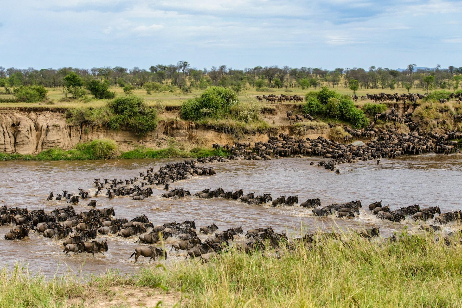 Large herd of wildebeest crossing a river during the Great Migration in Tanzania