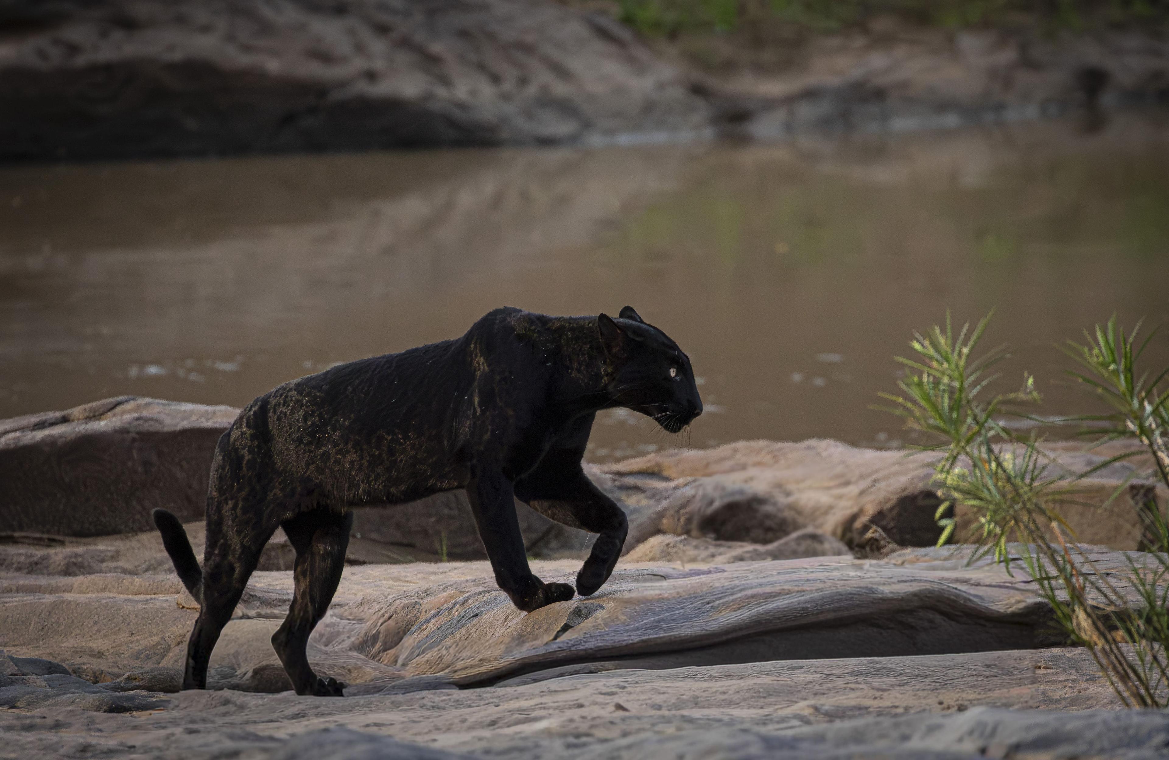 Black leopard in Laikipia — melanistic leopard, tour photo