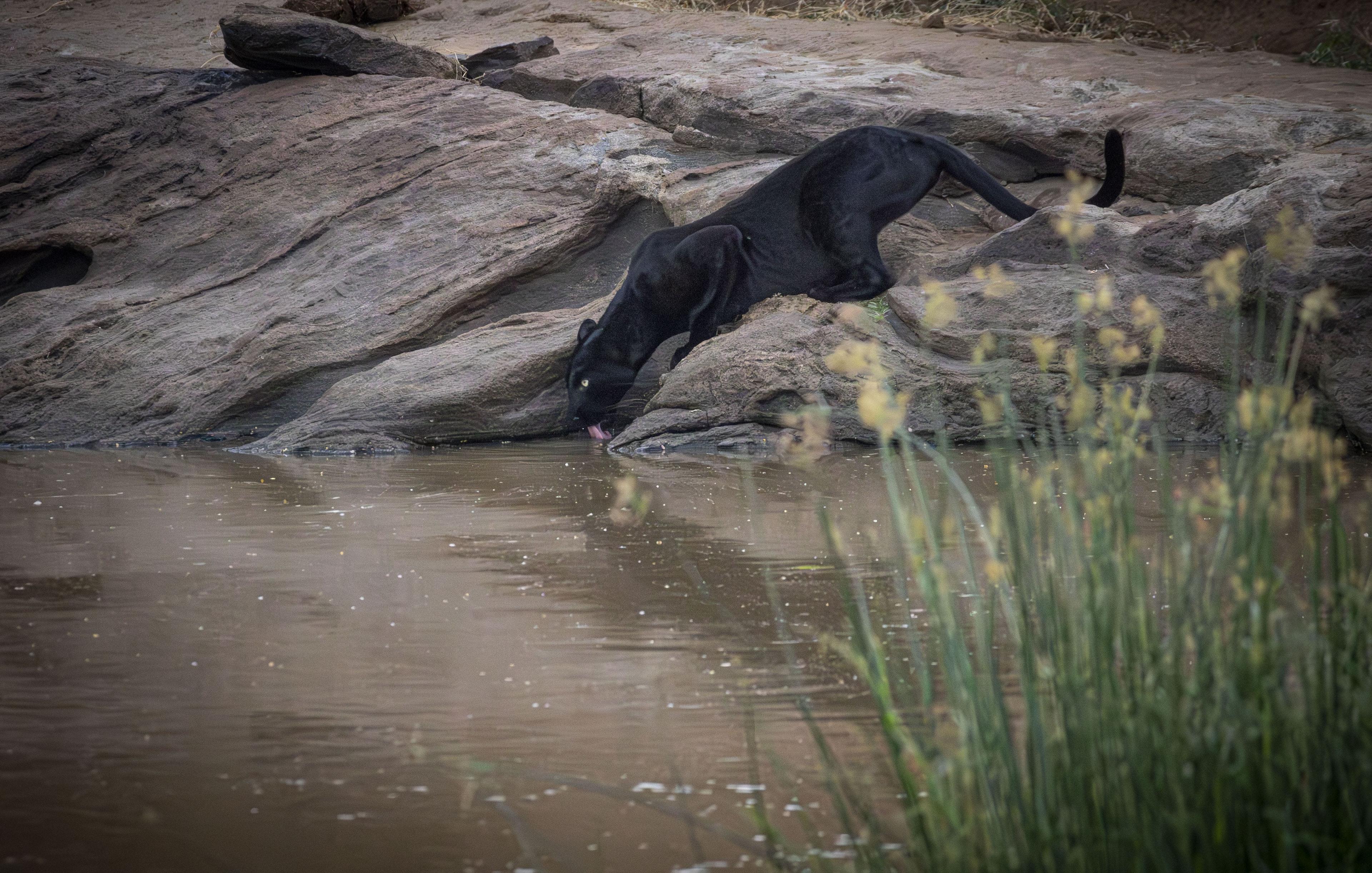 Giza — black leopard close-up in Laikipia, Kenya