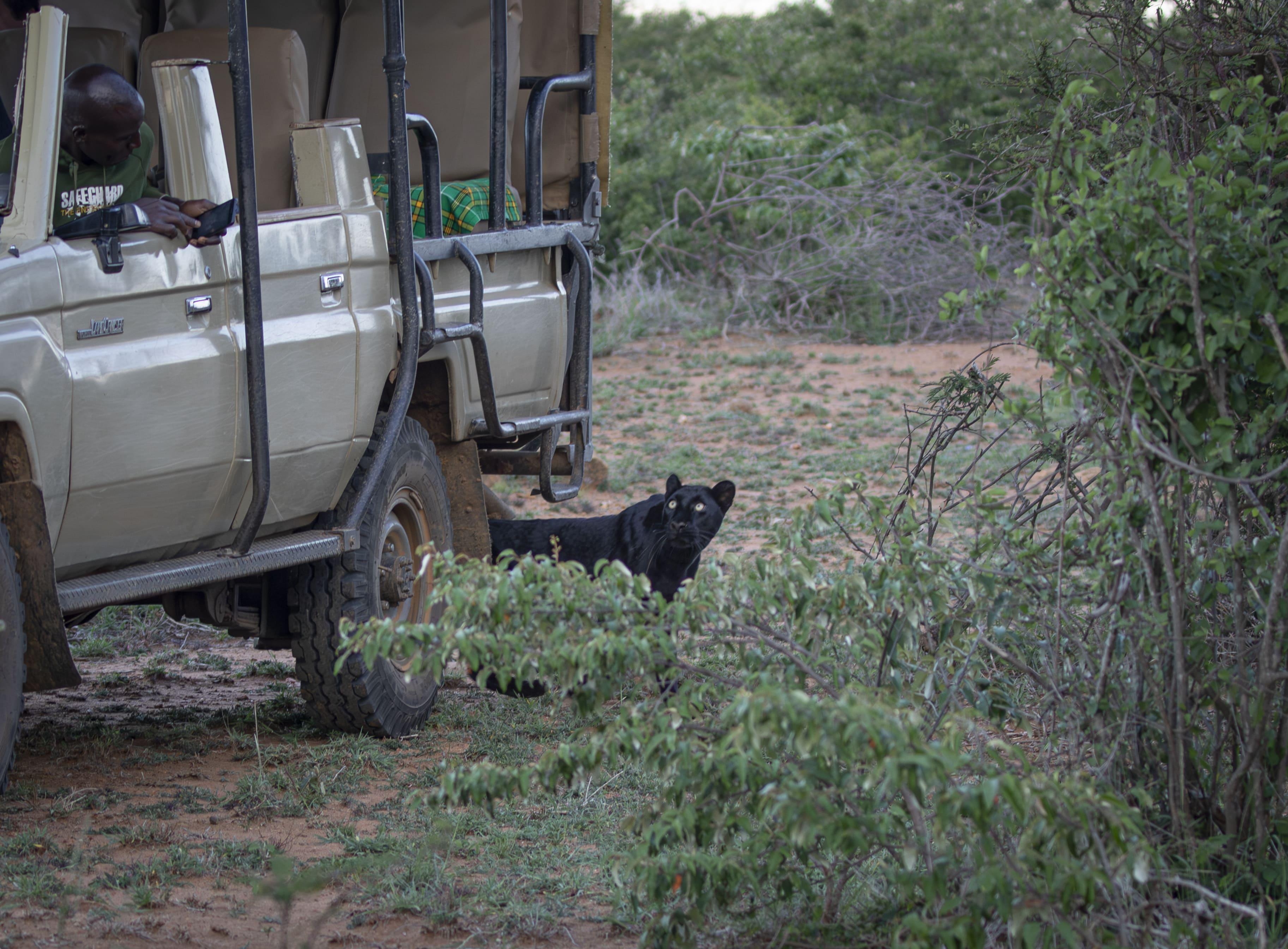 Game drive and tracking scene — black leopard safari in Kenya