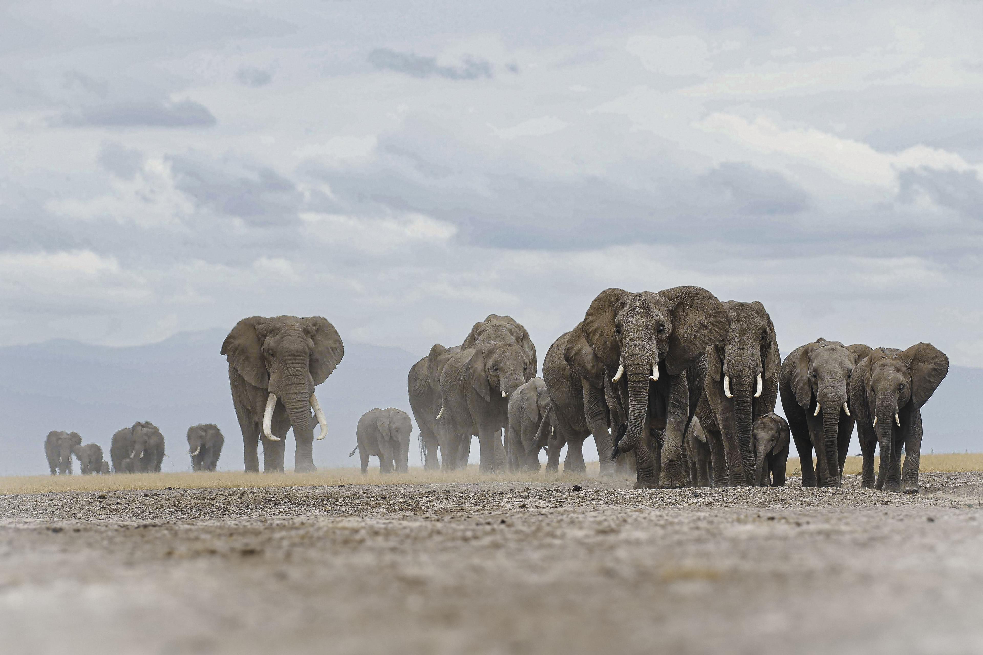 Kenya safari landscape associated with Amboseli and open elephant country