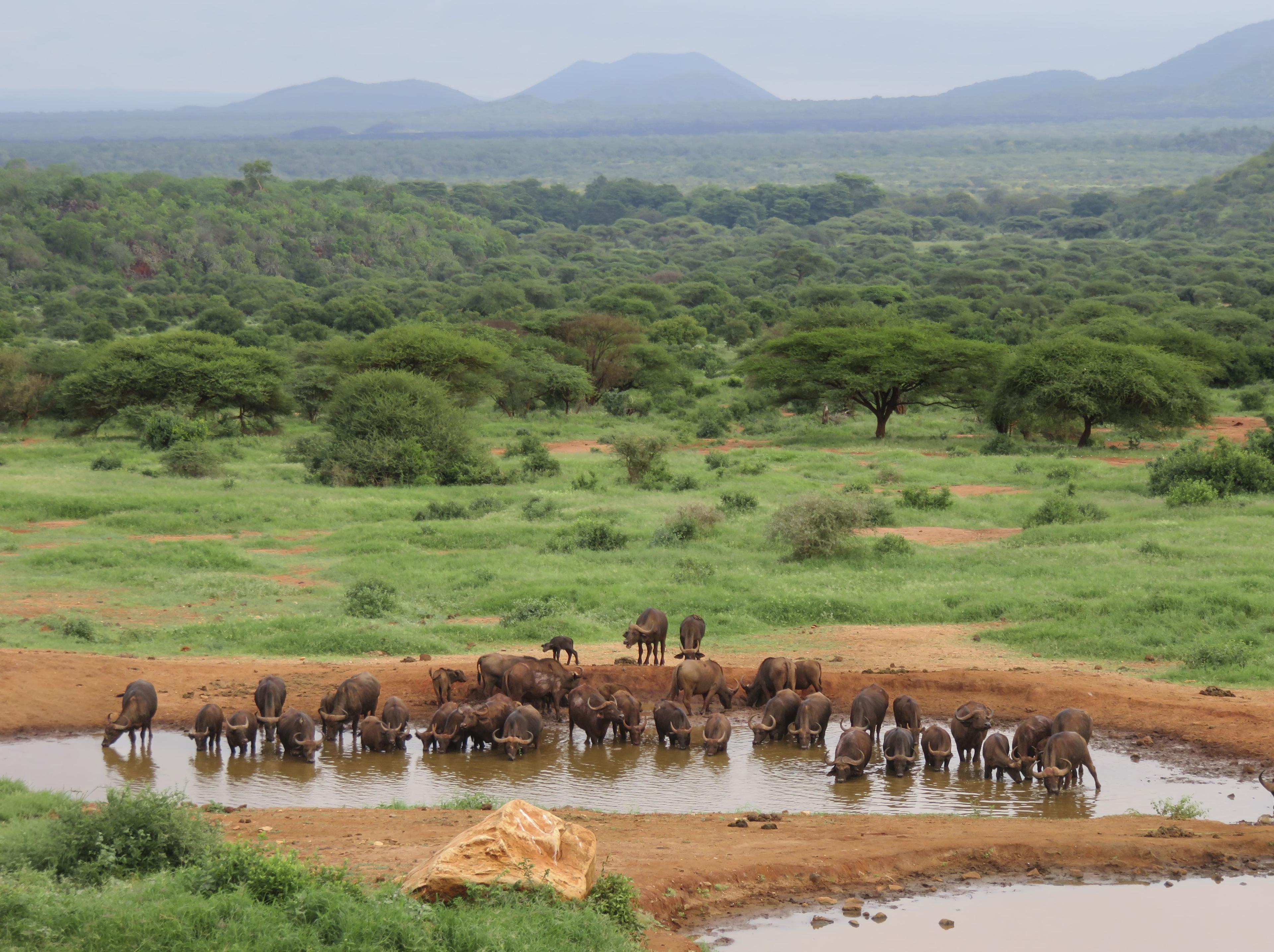 Open savannah in Kenya with a buffalo herd drinking water
