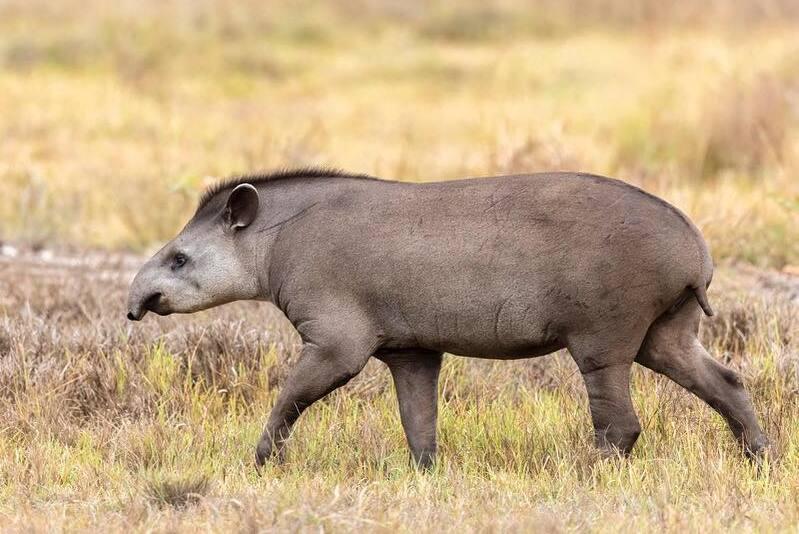 Tapir moving through wetland habitat in Brazil