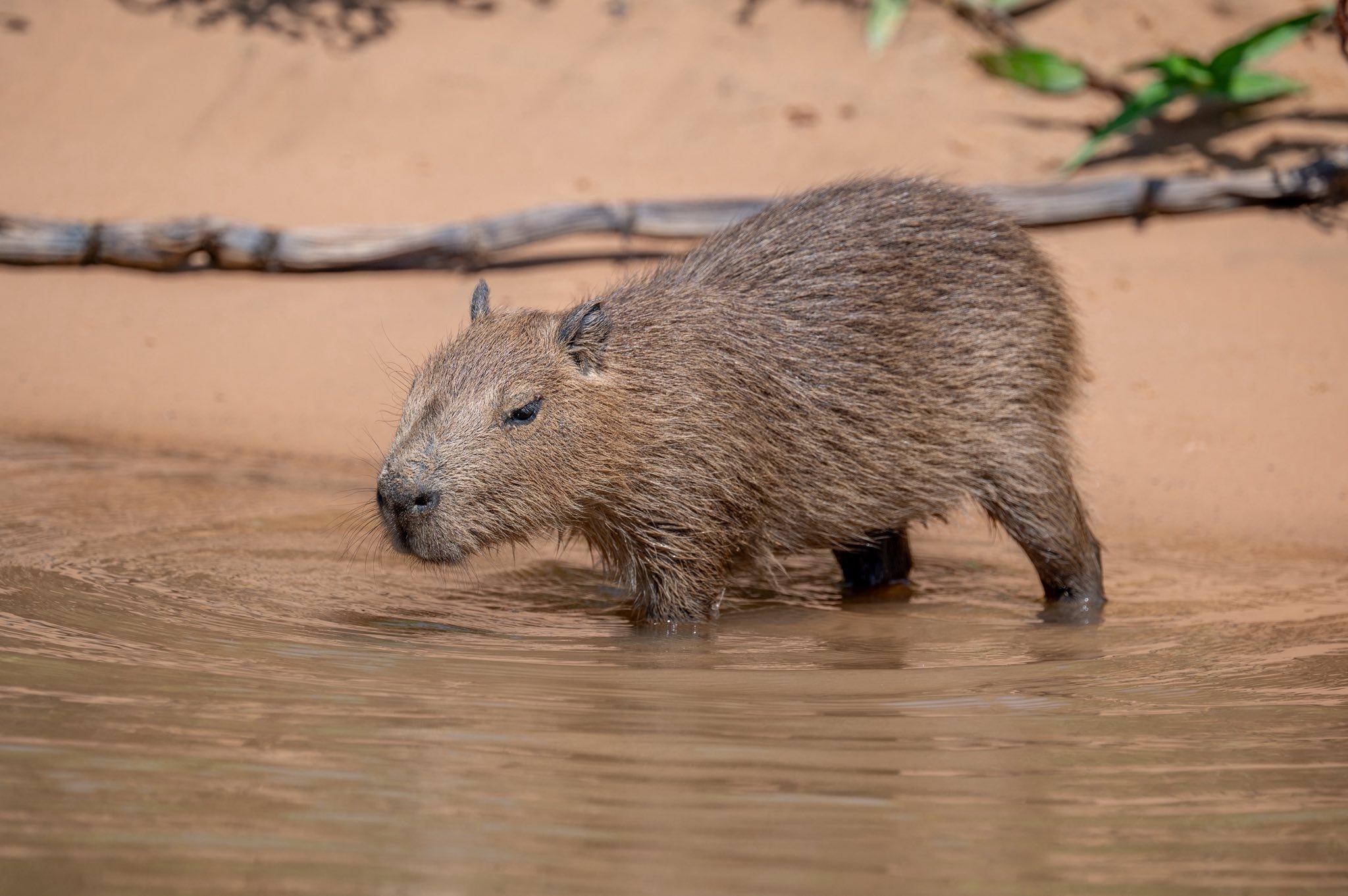 Capybaras resting beside a river in the Pantanal