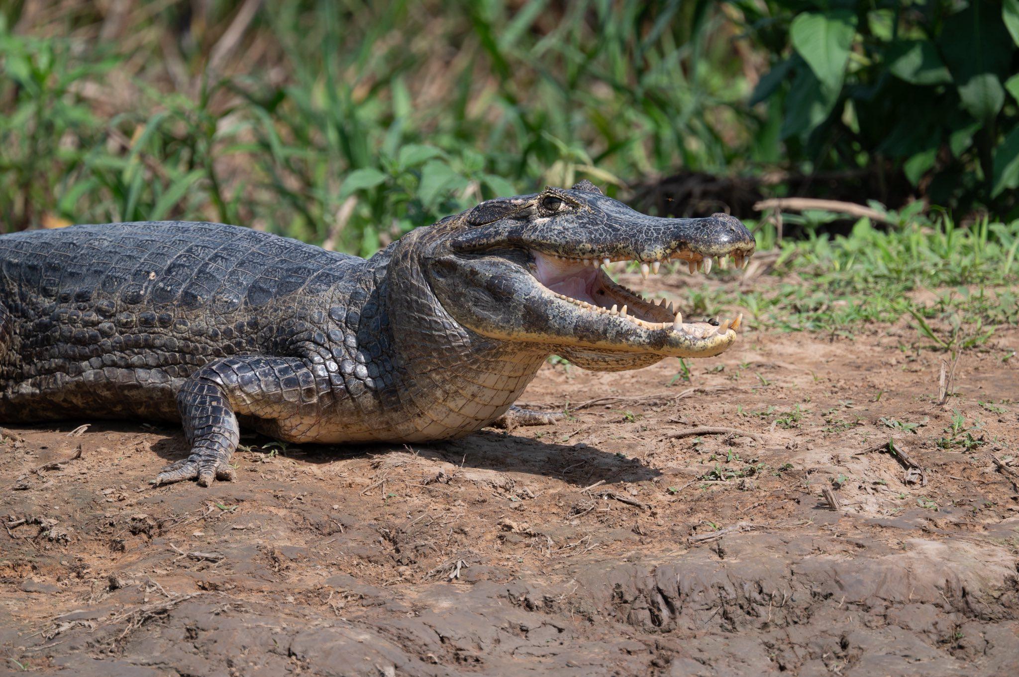 Caiman in Pantanal wetland water in Brazil