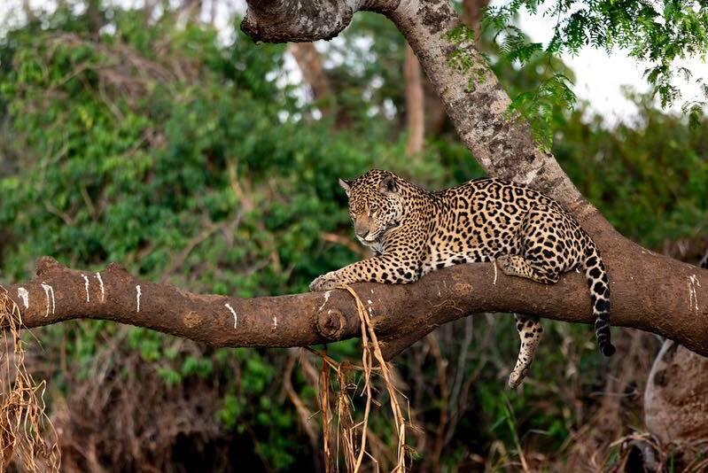 Jaguar safari in Brazil — Pantanal jaguar near riverbank