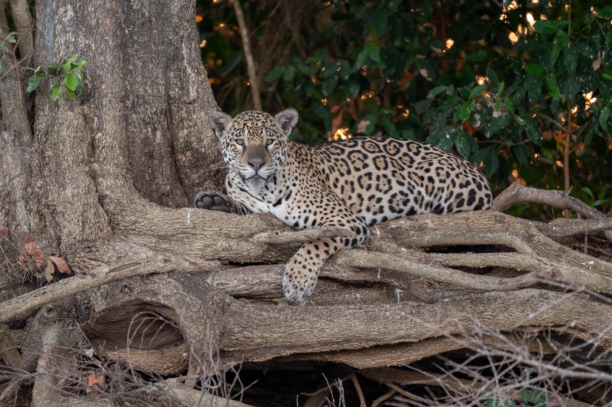Jaguar near a riverbank in the Pantanal, Brazil