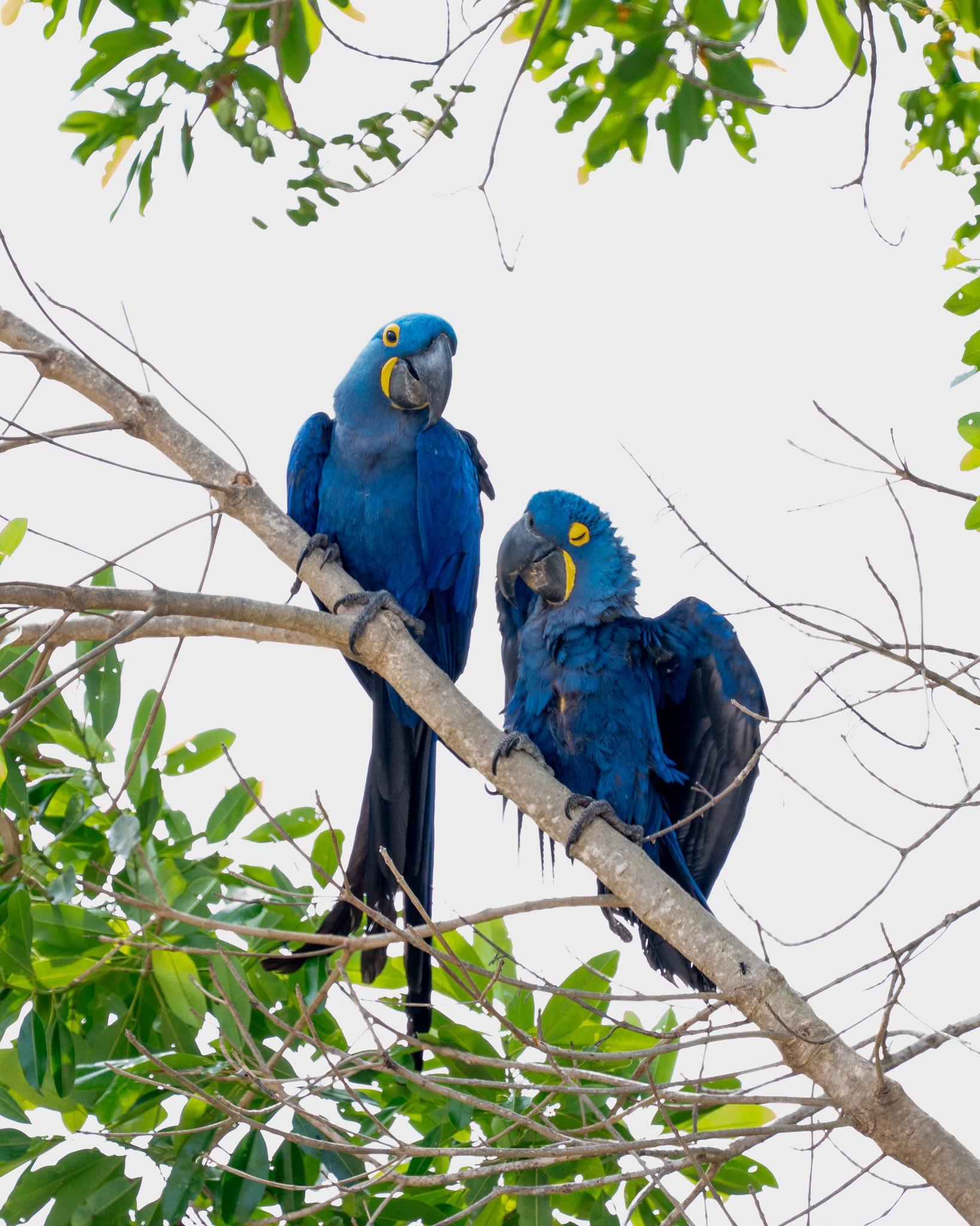 Colorful parrots representing Pantanal birdlife in Brazil