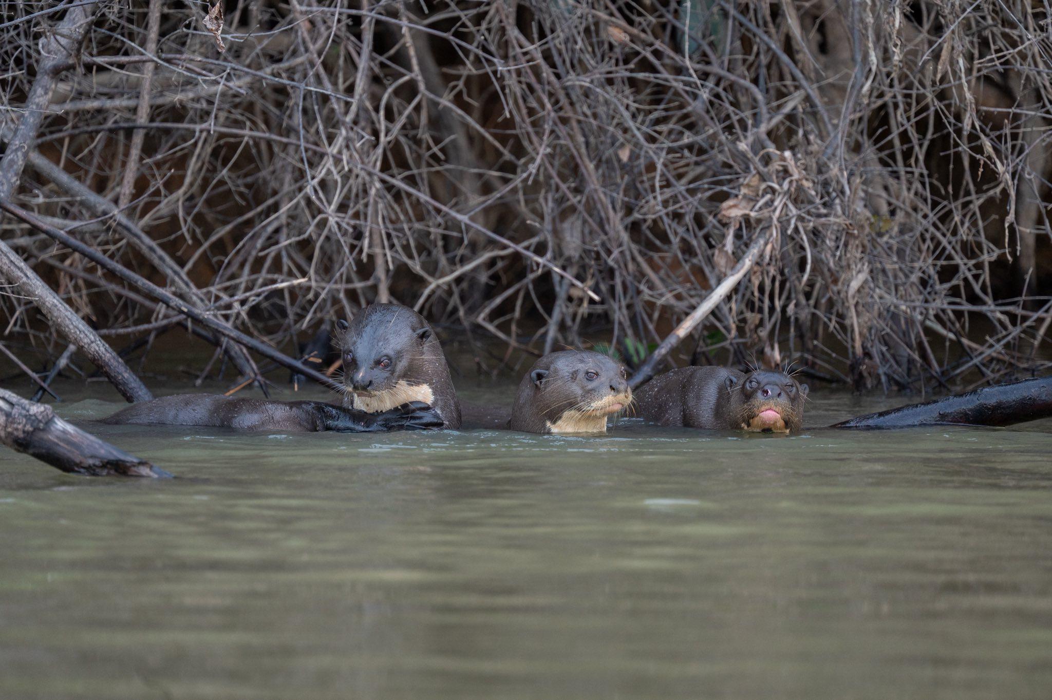 Giant otter swimming in a Pantanal waterway