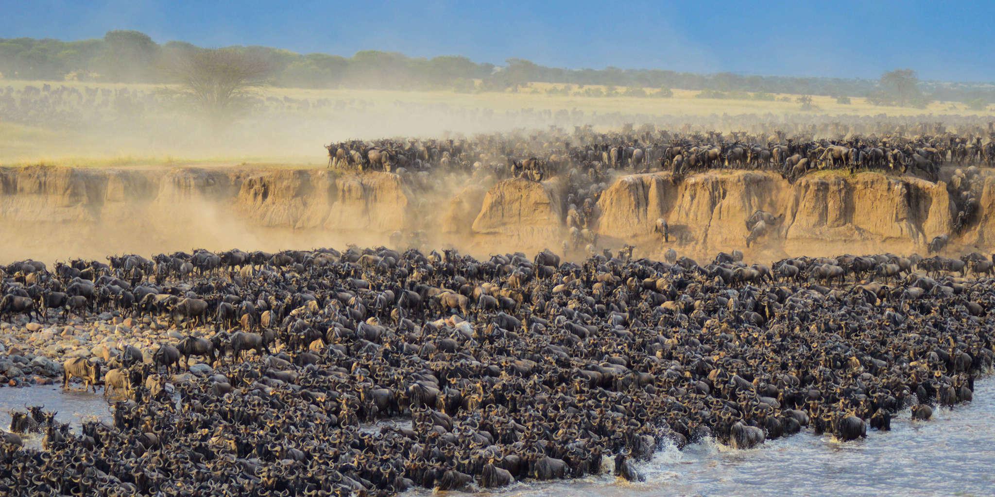 A dramatic Great Migration river crossing in Tanzania with a large herd of wildebeest