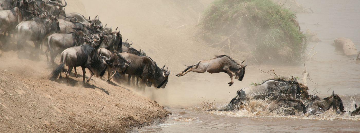 Great Migration river crossing in Tanzania with wildebeest moving through the water