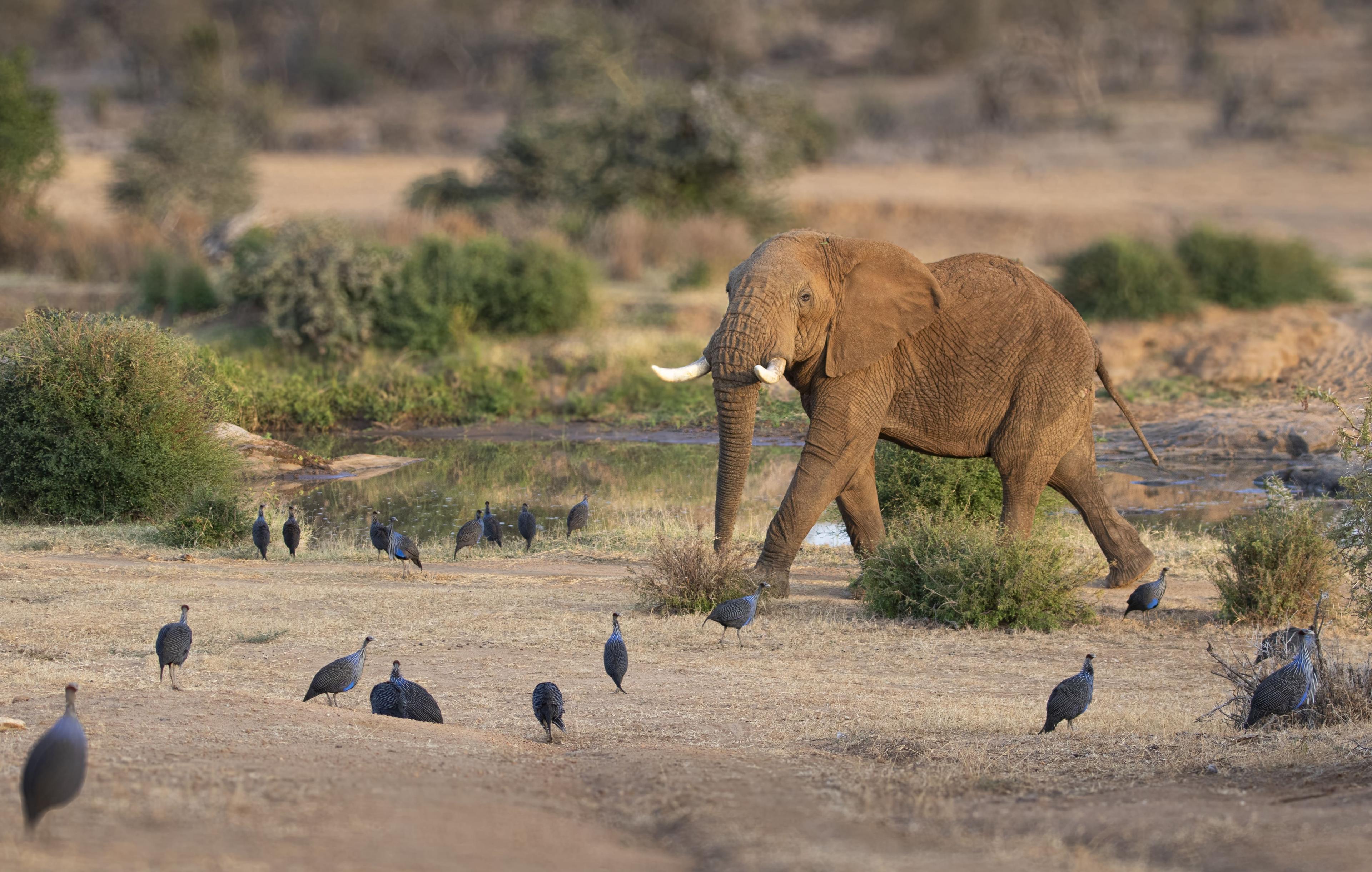 African elephant in Laikipia, Kenya