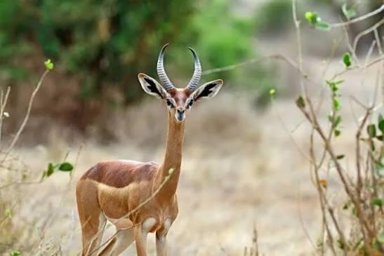 Gerenuk standing in dry acacia scrub, Laikipia, Kenya