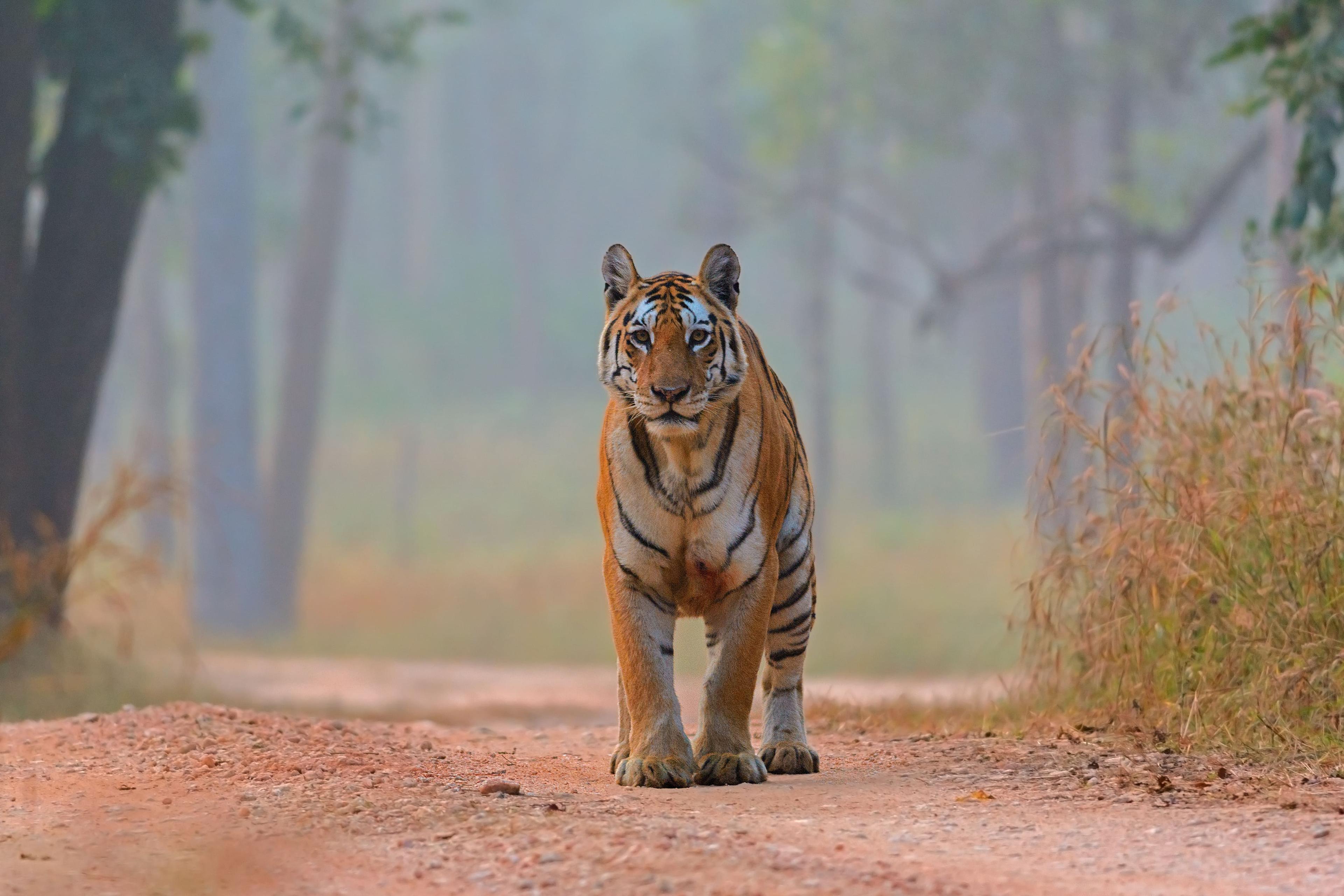 Safari in India