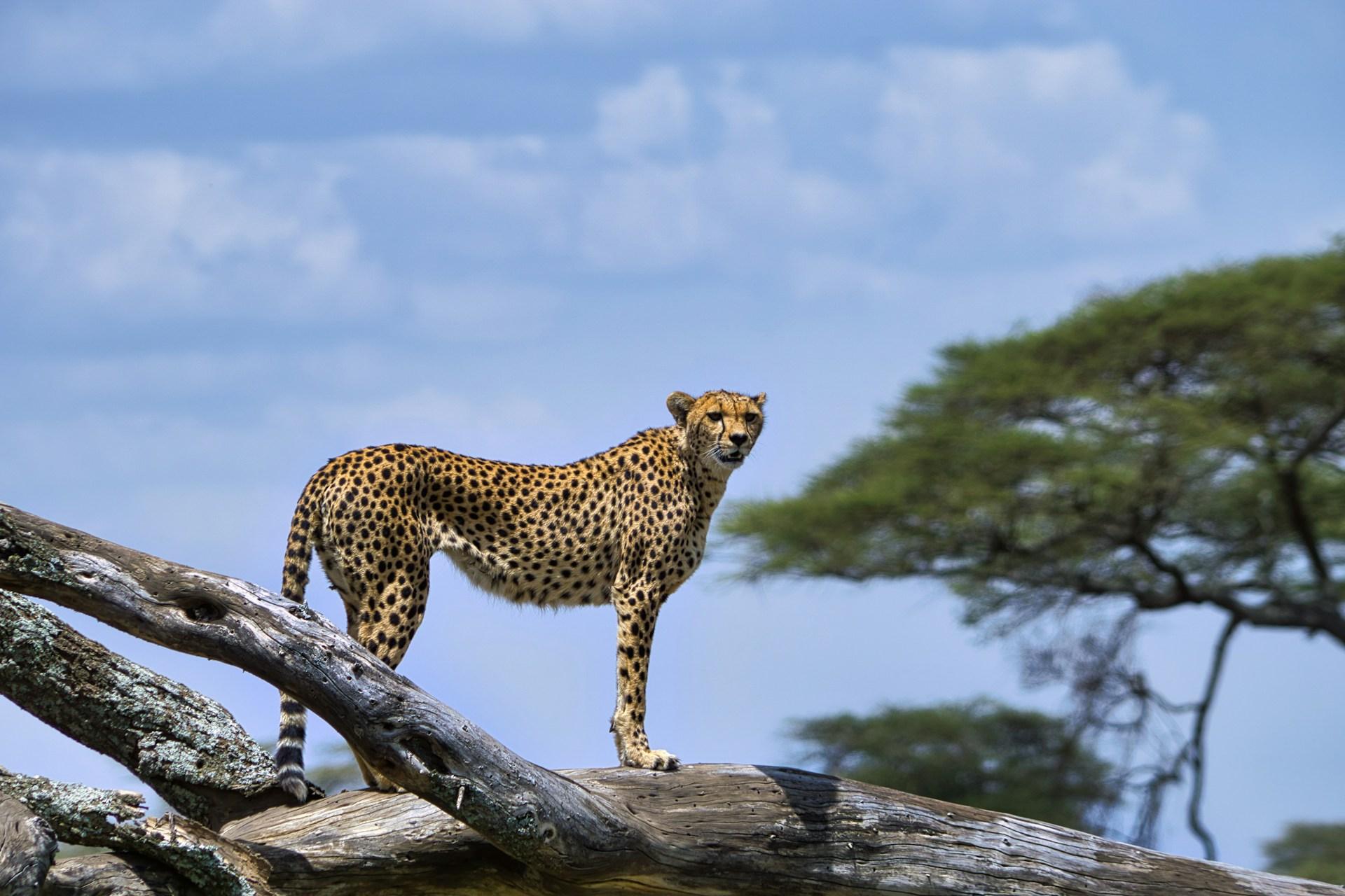 Wildlife in Kenya